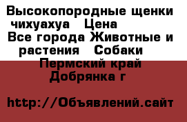 Высокопородные щенки чихуахуа › Цена ­ 25 000 - Все города Животные и растения » Собаки   . Пермский край,Добрянка г.